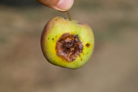 Rotten apple. a Defeat apples Spoiled crop