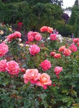 a flowerbed if roses