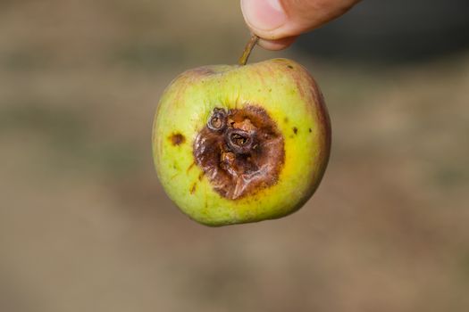 Rotten apple. a Defeat apples Spoiled crop
