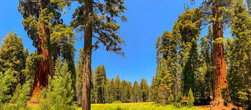 Sequoia National Park in California, USA