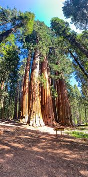 Sequoia National Park in California, USA