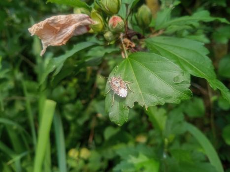 A bug on a leaf of a plant. Smelly bug of gray-brown color.