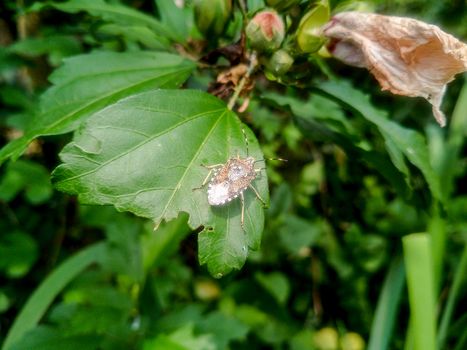 A bug on a leaf of a plant. Smelly bug of gray-brown color.