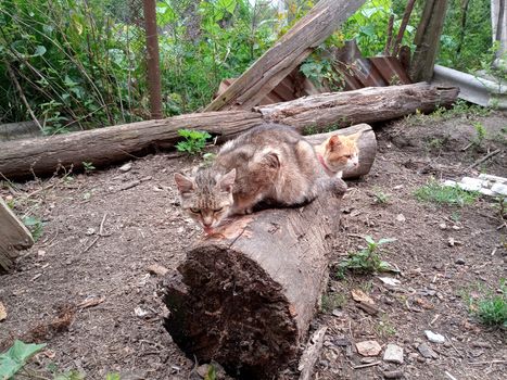 Domestic cats on the soil in the yard. Ginger cat and tabby cat.