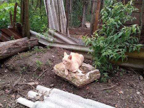 Domestic cats on the soil in the yard. Ginger cat and tabby cat.