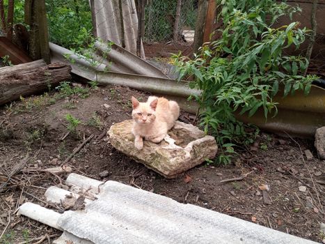 Domestic cats on the soil in the yard. Ginger cat and tabby cat.