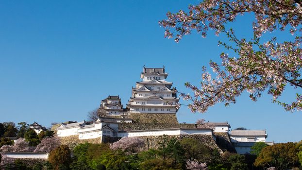 Hymeji Castle with sakura, (cherry blossoms in Japanese) Hymeji, Kobe, Japan, April