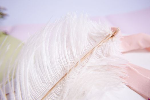 White ostrich feather on pink background. Mother's day greeting card. Valentine's Day. Copy space.