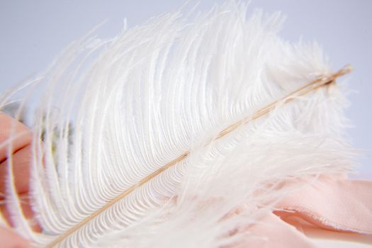 White ostrich feather on pink background. Mother's day greeting card. Valentine's Day. Copy space.