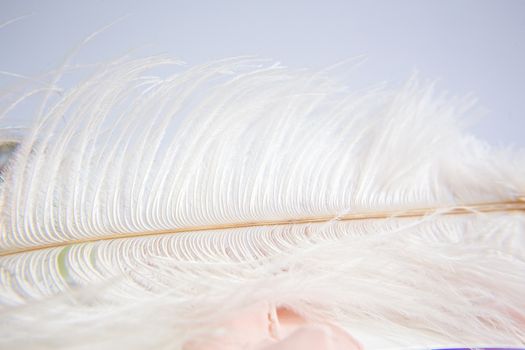 White ostrich feather on pink background. Mother's day greeting card. Valentine's Day. Copy space.