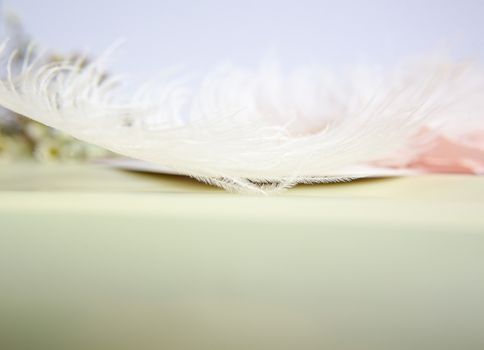 White ostrich feather on pink background. Mother's day greeting card. Valentine's Day. Copy space.