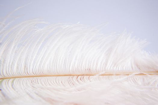 White ostrich feather on pink background. Mother's day greeting card. Valentine's Day. Copy space.