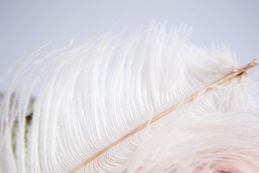 White ostrich feather on pink background. Mother's day greeting card. Valentine's Day. Copy space.