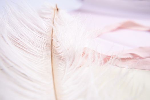 White ostrich feather on pink background. Mother's day greeting card. Valentine's Day. Copy space.