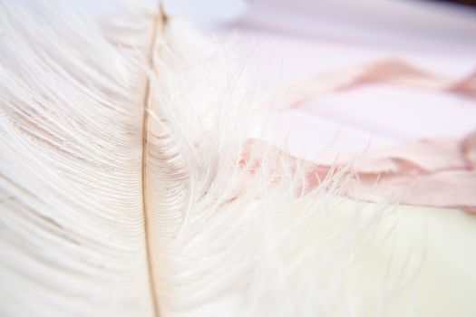 White ostrich feather on pink background. Mother's day greeting card. Valentine's Day. Copy space.