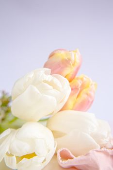 White and pink tulips on a purple background with a peach silk ribbon. White flowers. Macro image. Place for text. Greeting card. Mothers Day.