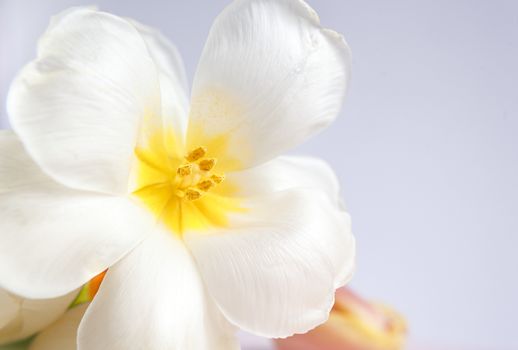 White and pink tulips on a purple background with a peach silk ribbon. White flowers. Macro image. Place for text. Greeting card. Mothers Day.