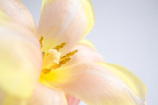 White and pink tulips on a purple background with a peach silk ribbon. White flowers. Macro image. Place for text. Greeting card. Mothers Day.