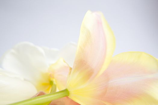 White and pink tulips on a purple background with a peach silk ribbon. White flowers. Macro image. Place for text. Greeting card. Mothers Day.