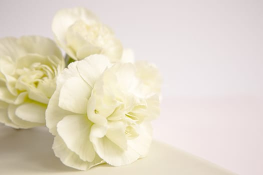 Green yellow carnations flowers on a white lilac background. Place for the text. Mothers Day. Greeting card. Wedding day. Valentine's Day.