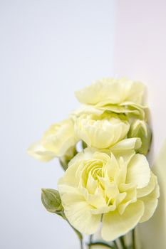 Green yellow carnations flowers on a white lilac background. Place for the text. Mothers Day. Greeting card. Wedding day. Valentine's Day.