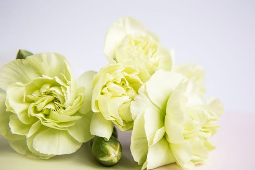 Green yellow carnations flowers on a white lilac background. Place for the text. Mothers Day. Greeting card. Wedding day. Valentine's Day.