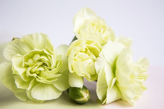 Green yellow carnations flowers on a white lilac background. Place for the text. Mothers Day. Greeting card. Wedding day. Valentine's Day.