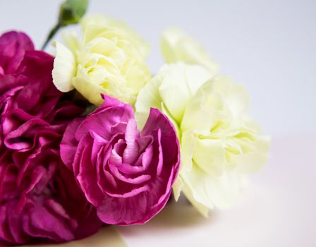 Pink purple and yellow green carnations on a white lilac background. Pink flowers. Place for the text. Mothers Day. Greeting card. Wedding day. Valentine's Day.