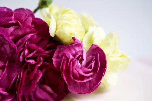 Pink purple and yellow green carnations on a white lilac background. Pink flowers. Place for the text. Mothers Day. Greeting card. Wedding day. Valentine's Day.