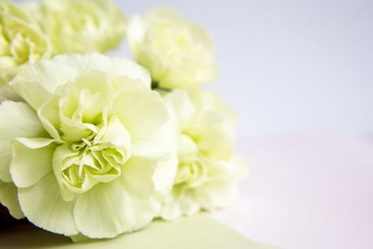 Green yellow carnations on a white lilac background. Place for the text. Mothers Day. Greeting card. Wedding day. Valentine's Day.