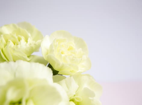 Green yellow carnations on a white lilac background. Place for the text. Mothers Day. Greeting card. Wedding day. Valentine's Day.