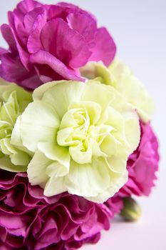 Pink purple and yellow green carnations on a white lilac background. Pink flowers. Place for the text. Mothers Day. Greeting card. Wedding day. Valentine's Day.