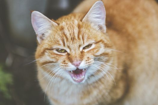 Portrait of a street homeless red cat with funny expression sitting and looking at camera in old european city, animal natural background. 