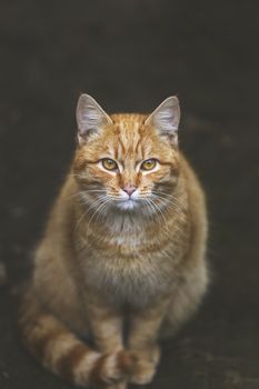 Portrait of a street homeless red cat sitting and looking at camera in old european city, animal natural background.