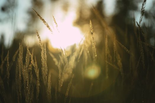 Various herbs and ears in the golden sunset light of the sun. Autumn grass with the backlight of sunlight in the evening.