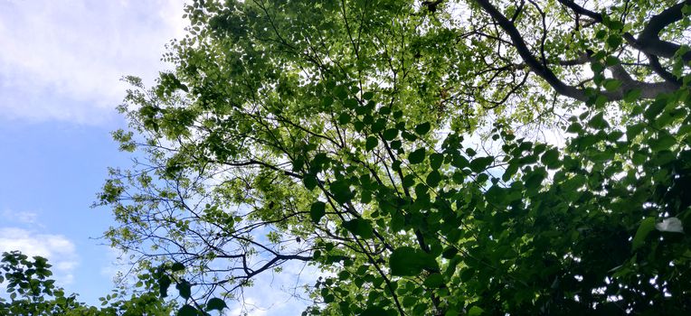 Leaves of tree and it's texture with different values against blue sky in summer in India.