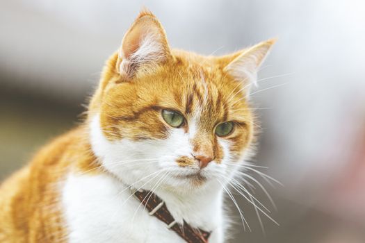 Cute white-red cat in a red collar relax on the garden, close up, shallow depth of field. Cat is staring at something