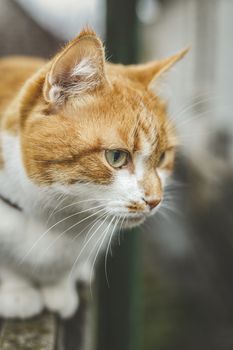 Cat that sees a threat is preparing for a jump, a cat's emotions close up. Shallow depth of the field.