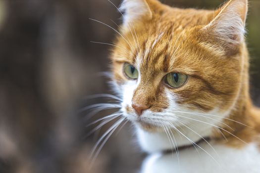 Cat that sees a threat is preparing for a jump, a cats emotions close up. Shallow depth of the field. Cloudy day, toned photo, 