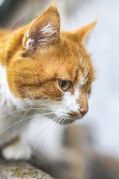 Cat that sees a threat is preparing for a jump, a cats emotions close up. Shallow depth of the field. Cloudy day, toned photo, 