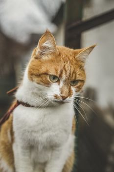 Cat that sees a threat is preparing for a jump, a cats emotions close up. Shallow depth of the field. Cloudy day, toned photo, 