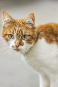 Cat that sees a threat is preparing for a jump, a cat's emotions close up. Shallow depth of the field.