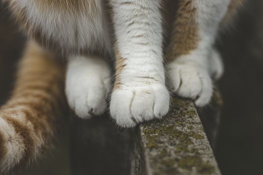 Cat red white paw on concrete surface, close up cat foot on gray background. Detail shot of soft Cat paws while sitting on fence.
