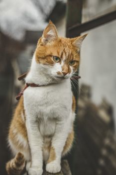 Cat that sees a threat is preparing for a jump, a cat's emotions close up. Shallow depth of the field.