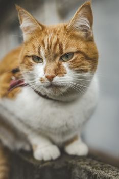 Cat that sees a threat is preparing for a jump, a cat's emotions close up. Shallow depth of the field.