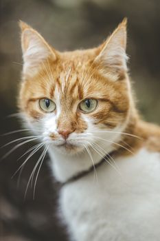 Cat that sees a threat is preparing for a jump, a cat's emotions close up. Shallow depth of the field.