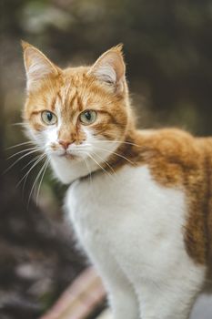 Cat that sees a threat is preparing for a jump, a cats emotions close up. Shallow depth of the field. Cloudy day, toned photo, 