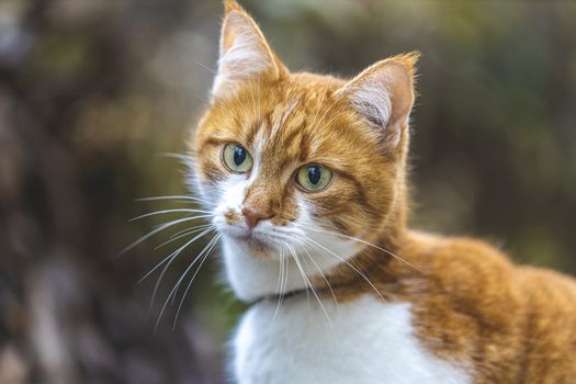 Cat that sees a threat is preparing for a jump, a cat's emotions close up. Shallow depth of the field.