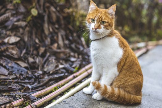 Cat that sees a threat is preparing for a jump, a cat's emotions close up. Shallow depth of the field.