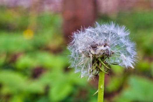 White dandelion, natural green blurred background, close-up image of dandelion